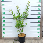 Vŕba štíhlopestíková (Salix gracilistyla) ´MOUNT ASO´® výška: 20-30 cm, kont. C3L - KRÍK